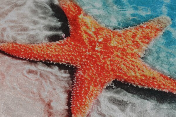 ASIR Koupelnová předložka STELLA MARINA 2 ks