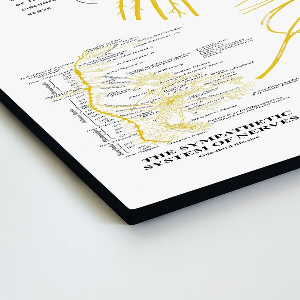 DUBLEZ | Nástěnný obraz - Nervová soustava člověka | UV tisk, Premium