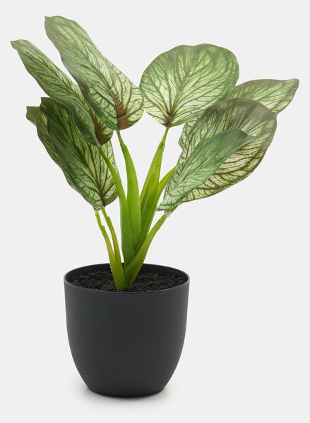 Sinsay - Umělá ozdobná rostlina Alocasia v květináči - zelená