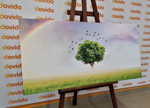 Obraz osamělý strom na louce