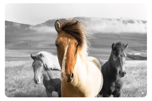 FUGU Přemístitelný plakát koně na zeď - Horse band Rozměr: L: (š x v) 126 x 83 cm