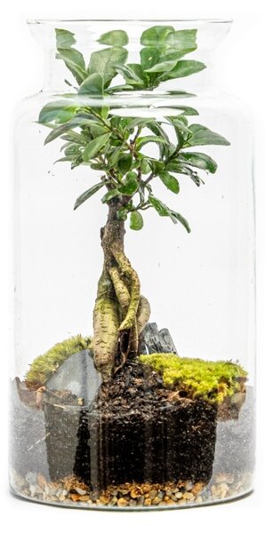 Skleněná váza DIGITALIS se zúženým otvorem - výška 35 cm, průměr 19 cm - osázené Ficus Microcarpa Ginseng