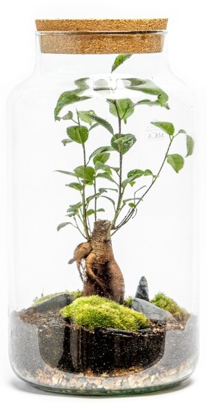 Skleněná dóza ROSE s korkovým špuntem, 36x19 cm - osázené Ficus Microcarpa Ginseng
