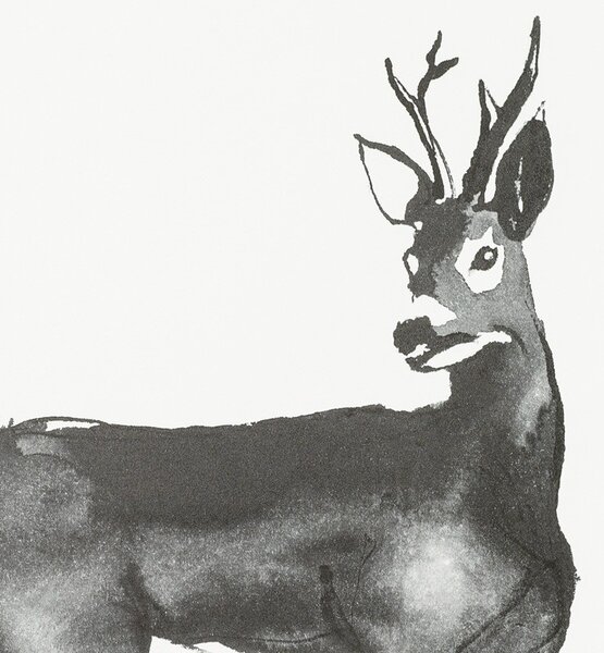 Teemu Järvi Plakát s motivem srnce Roe Deer 50x70