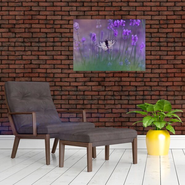 Obraz - Motýl v levandulích (70x50 cm)