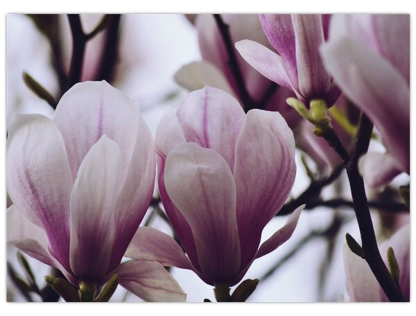 Obraz - Magnolie (70x50 cm)