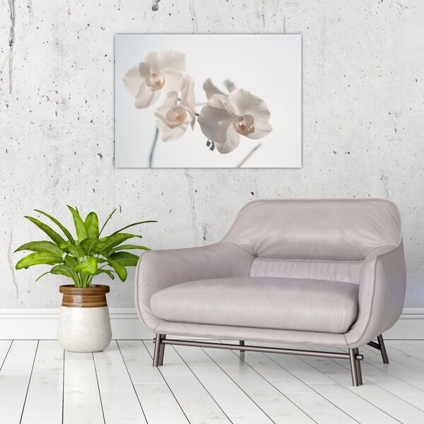 Obraz bílé orchideje (70x50 cm)