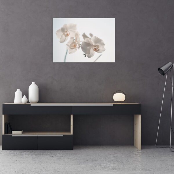 Obraz bílé orchideje (70x50 cm)