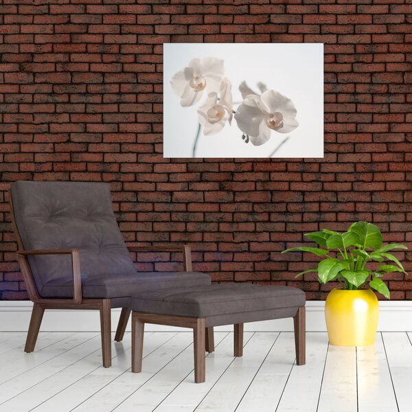 Obraz bílé orchideje (70x50 cm)