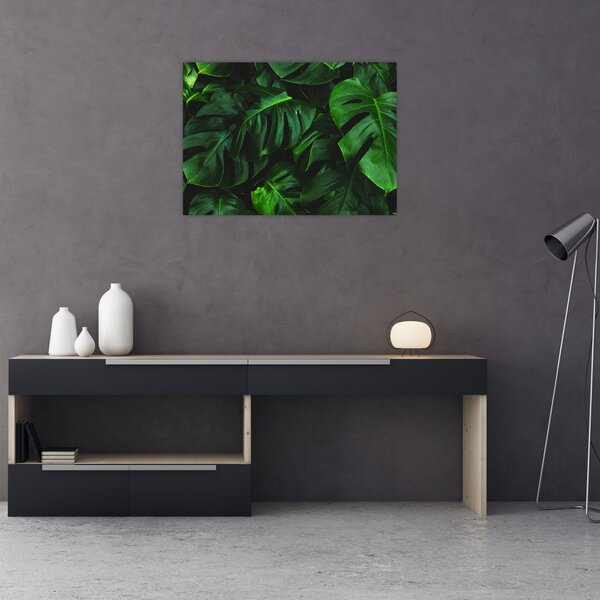 Obraz listů Monstery (70x50 cm)