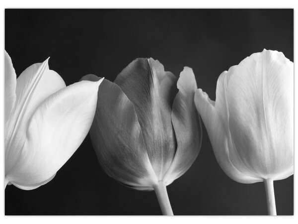 Obraz - Černobílé květy tulipánů (70x50 cm)