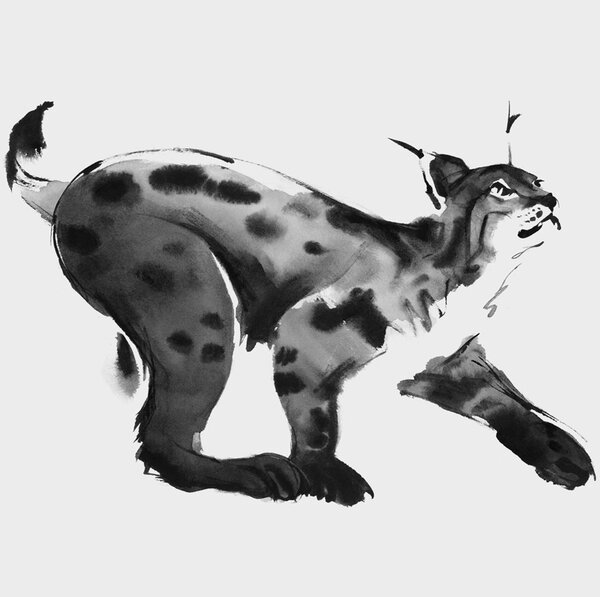 Teemu Järvi Plakát Lynx 70x50