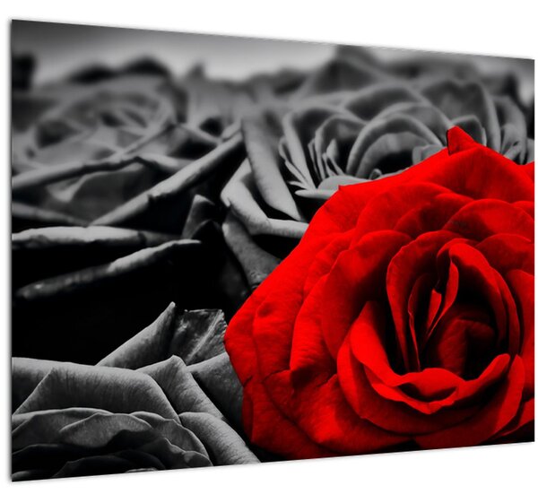 Obraz - Květy růží (70x50 cm)