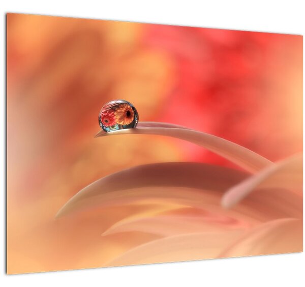 Skleněný obraz květinové kapky rosy (70x50 cm)