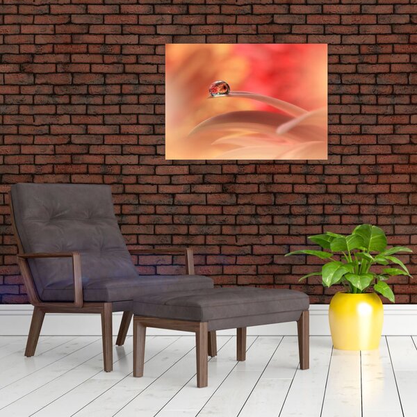 Obraz květinové kapky rosy (70x50 cm)