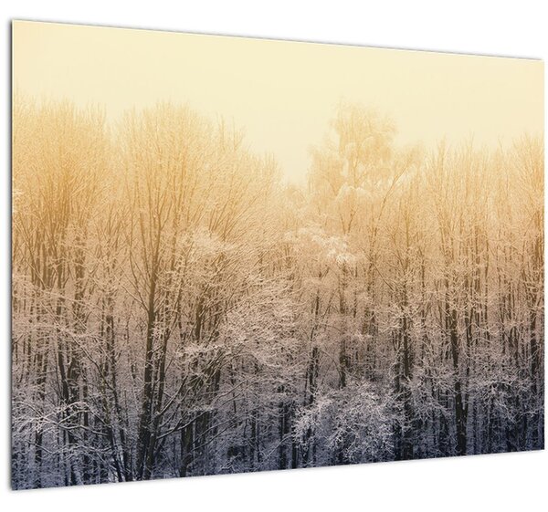 Obraz mrazivého lesa (70x50 cm)