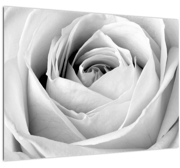 Obraz - Detail květu růže (70x50 cm)