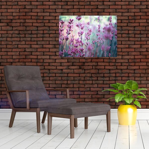 Obraz - Levandule (70x50 cm)