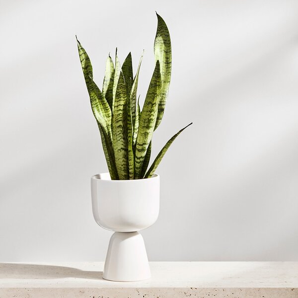 Iittala Květináč Nappula S, bílý