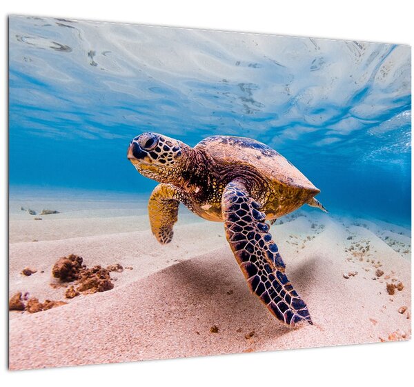 Skleněný obraz želvy v oceánu (70x50 cm)