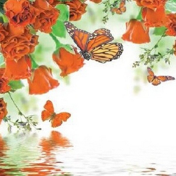 ART-STYLE Obrázek 30x30, motýl oranžový, rám bílý s patinou