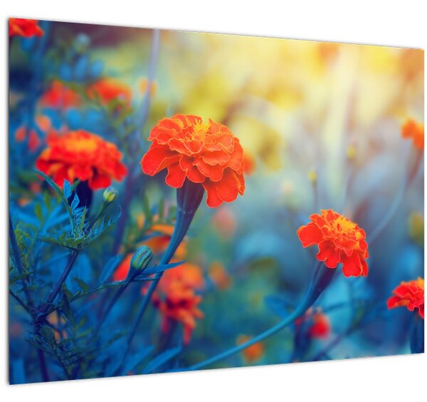 Obraz - Oranžové květy (70x50 cm)