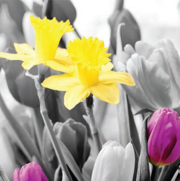 ART-STYLE Obrázek 30x30, 2 narcisy + tulipán fialový, rám bílý s patinou