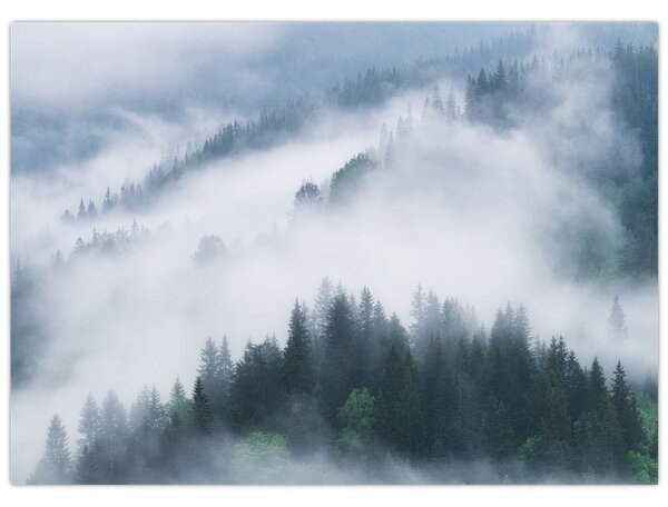 Obraz - Stromy v mlze (70x50 cm)