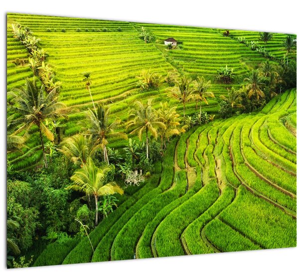 Obraz - Rýžové terasy (70x50 cm)
