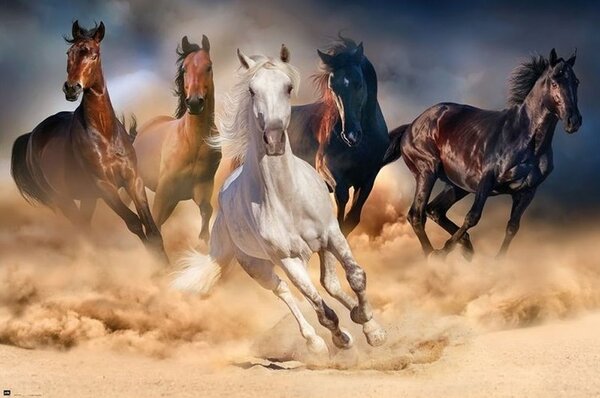 Plakát, Obraz - Koně - Five horses