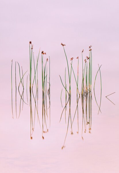 Umělecká fotografie Reflection of Serenity, Yan Zhang, (26.7 x 40 cm)