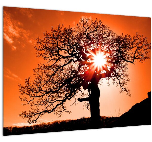Skleněný obraz - Dub při západu slunce (70x50 cm)