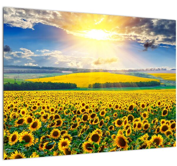 Obraz - Pole Slunečnic (70x50 cm)