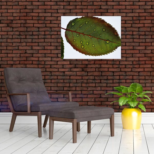 Obraz - List růže (70x50 cm)