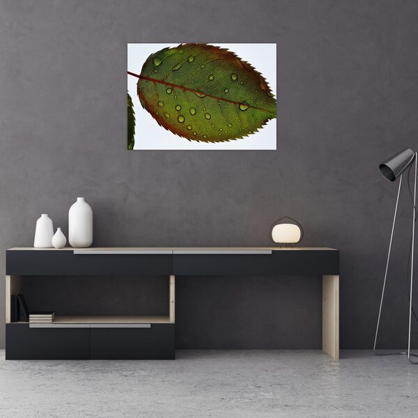 Obraz - List růže (70x50 cm)