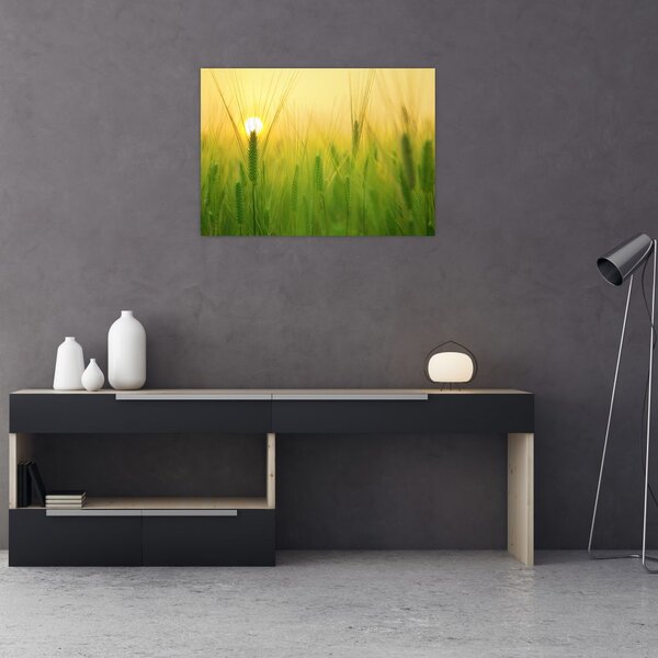 Obraz pole s obilím (70x50 cm)