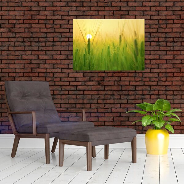 Obraz pole s obilím (70x50 cm)