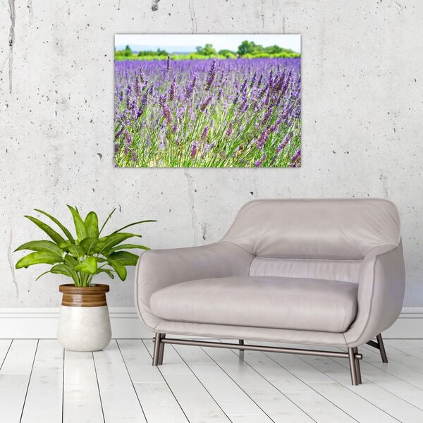 Obraz pole s levandulemi (70x50 cm)