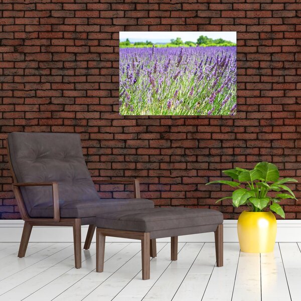 Obraz pole s levandulemi (70x50 cm)