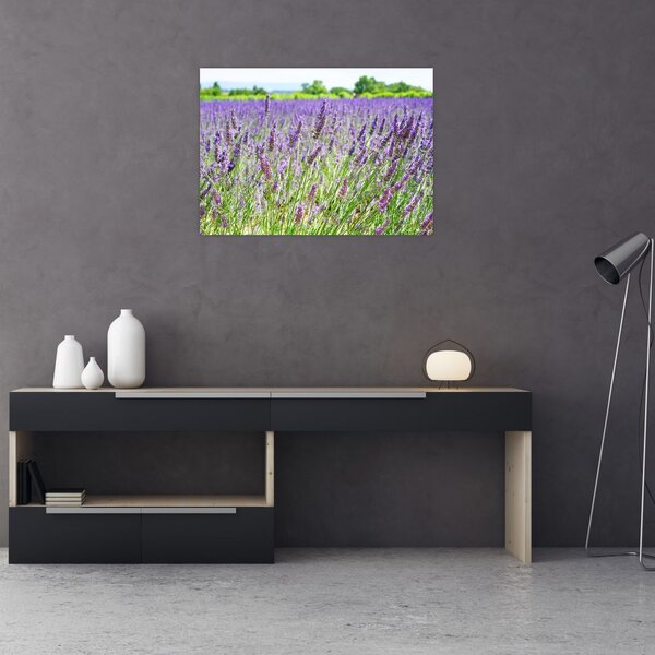 Obraz pole s levandulemi (70x50 cm)