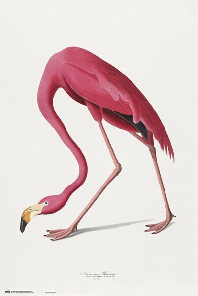 Plakát, Obraz - American Flamingo