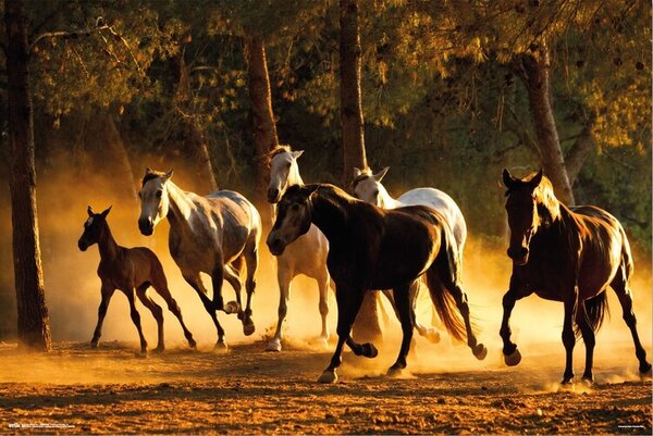 Plakát, Obraz - Horses Andaluces