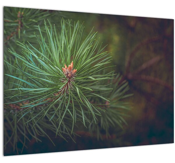 Obraz - Detail borovice (70x50 cm)