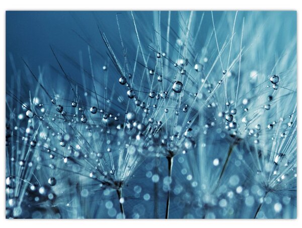 Obraz - Kapky rosy (70x50 cm)