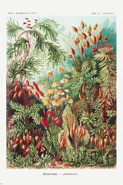 Plakát, Obraz - Laubmoose, (61 x 91.5 cm)