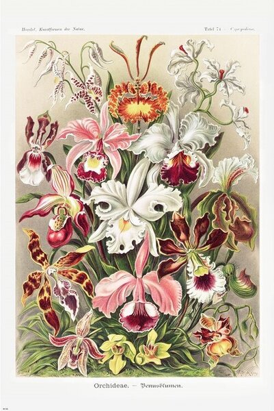 Plakát, Obraz - Ernst Haeckel - Orchideen