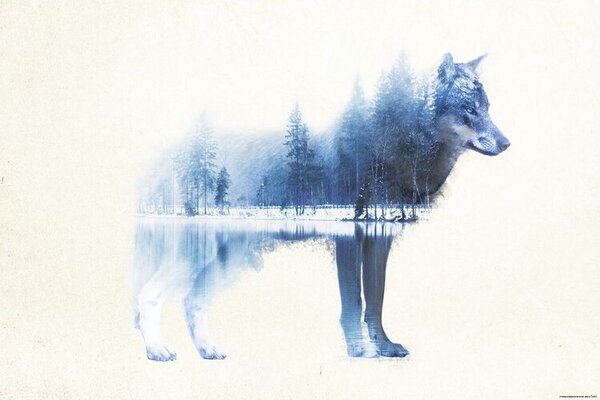 Plakát, Obraz - Forest Wolf