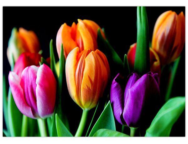 Obraz tulipánů na černém pozadí (70x50 cm)