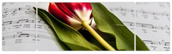 Obraz červeného tulipánu (170x50 cm)