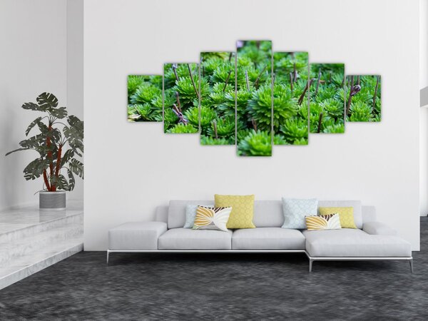Obraz sukulentů (210x100 cm)